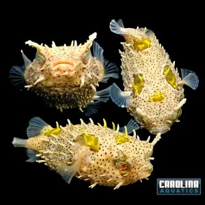 Puffer - Bridled Burrfish