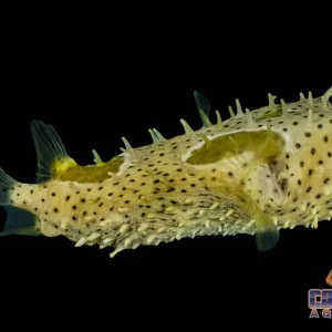 Puffer - Bridled Burrfish Sm