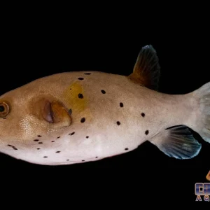 Puffer - Dogface Med