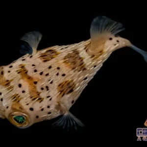 Puffer - Porcupine Sm