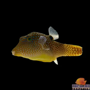 Puffer - Sharpnose Orange Tail Fiji