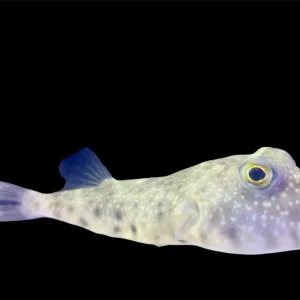Puffer - Southern Md