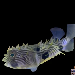 Puffer - Striped Burrfish XL