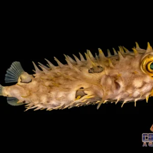 Puffer - Webbed Burrfish