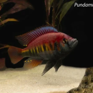 Pundamilia nyererei