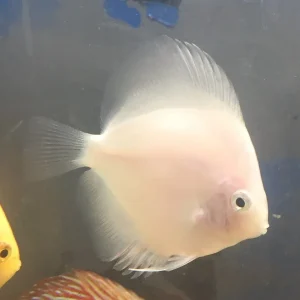 Pure White Discus