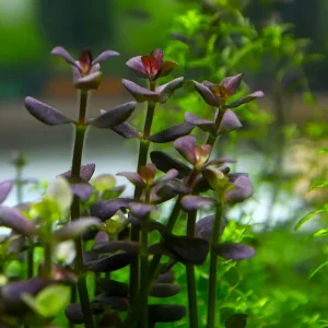 Purple Bacopa (Bacopa salzamanii) - Bunched