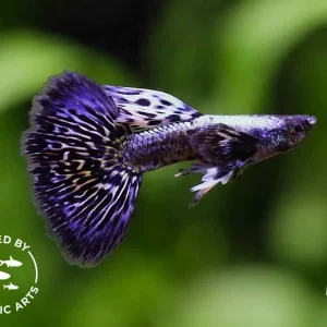 Purple Dragon Guppy (Poecilia reticulata), BREDBY: AQUATIC ARTS