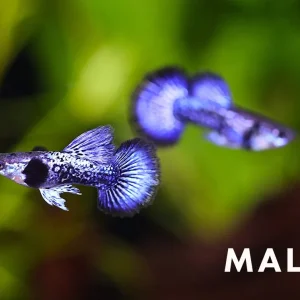 Purple Dragon Guppy (Poecilia reticulata) - Tank Bred