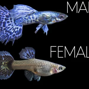 Purple Dragon Mosaic Guppy (Poecilia reticulata), USA-Bred