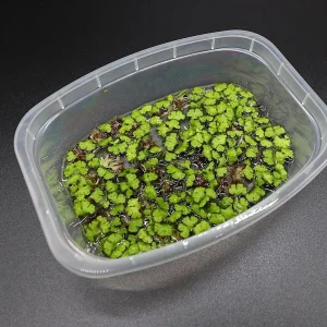 Purple Fringed Riccia (Ricciocarpos natans) Floating Plant – Grown by Aquatic Arts