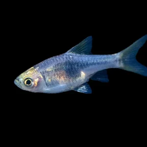 Purple Harlequin Rasbora (Trigonostigma heteromorpha), Tank-Bred!