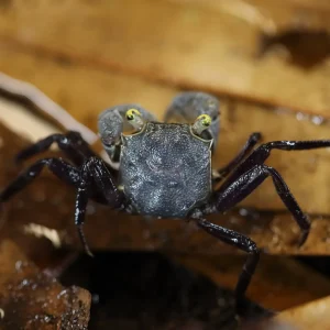 Purple Haze Vampire Crab (Geosesarma sp. "Purple Haze") | Buricak Vampire Crab | Graphite Grey Vampire Crab