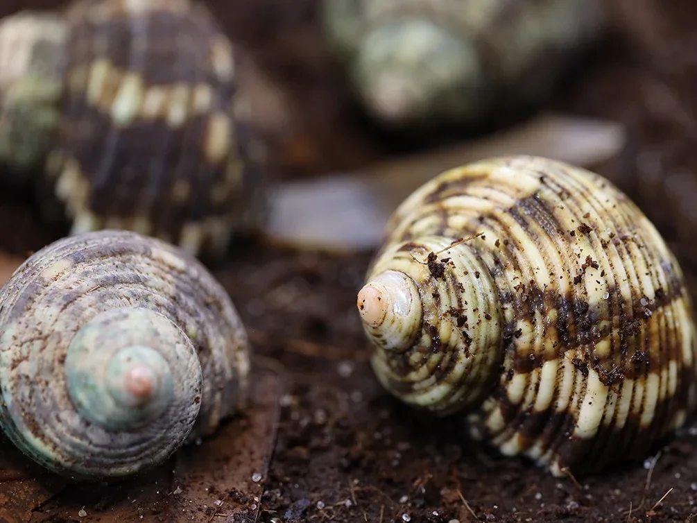 Purple Land Hermit Crab (Coenobita brevimanus) Exotic Terrestrial Invertebrate - Image 2