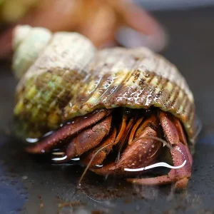 Purple Land Hermit Crab (Coenobita brevimanus) Exotic Terrestrial Invertebrate