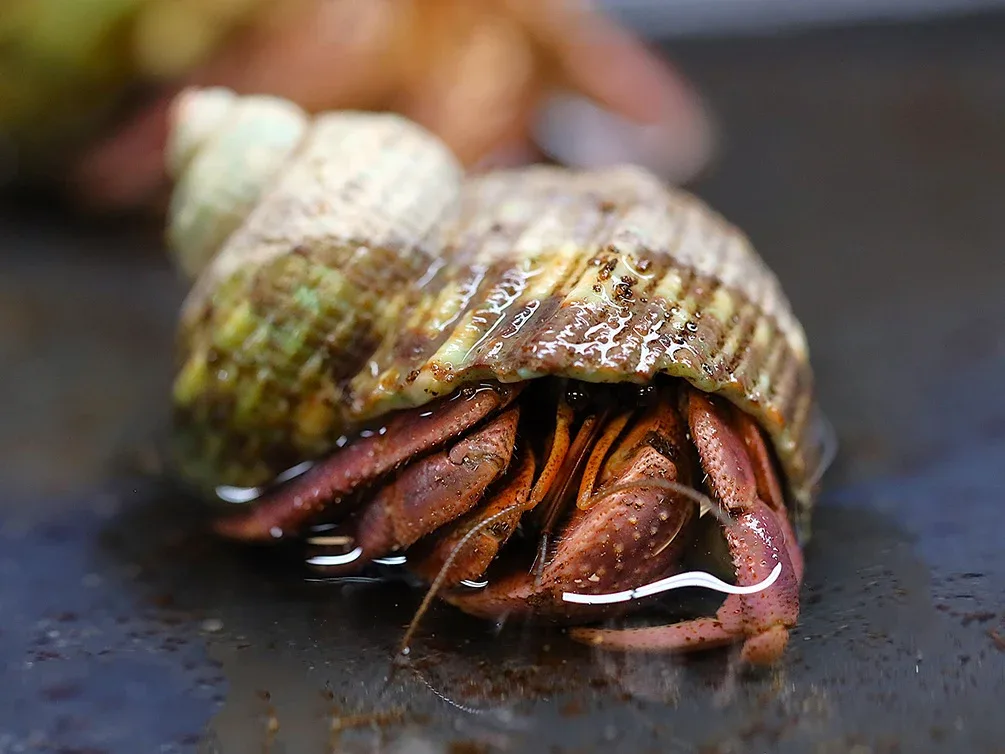 Purple Land Hermit Crab (Coenobita brevimanus) Exotic Terrestrial Invertebrate