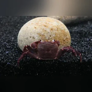 Purple Matano Crab