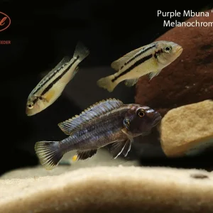 Purple Mbuna "Mumbo Island"
