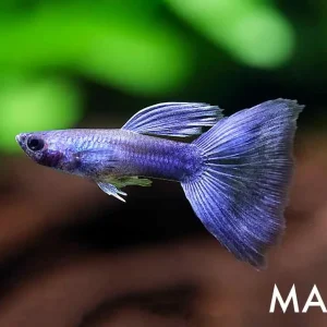 Purple Moscow Guppy (Poecilia reticulata) – Tank Bred