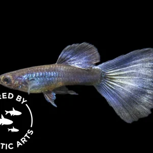 Purple Moscow Guppy (Poecilia reticulata var. “Purple Moscow”), Males and Females, Aquatic Arts Bred!