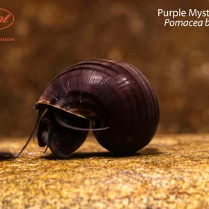 Purple Mystery Snail