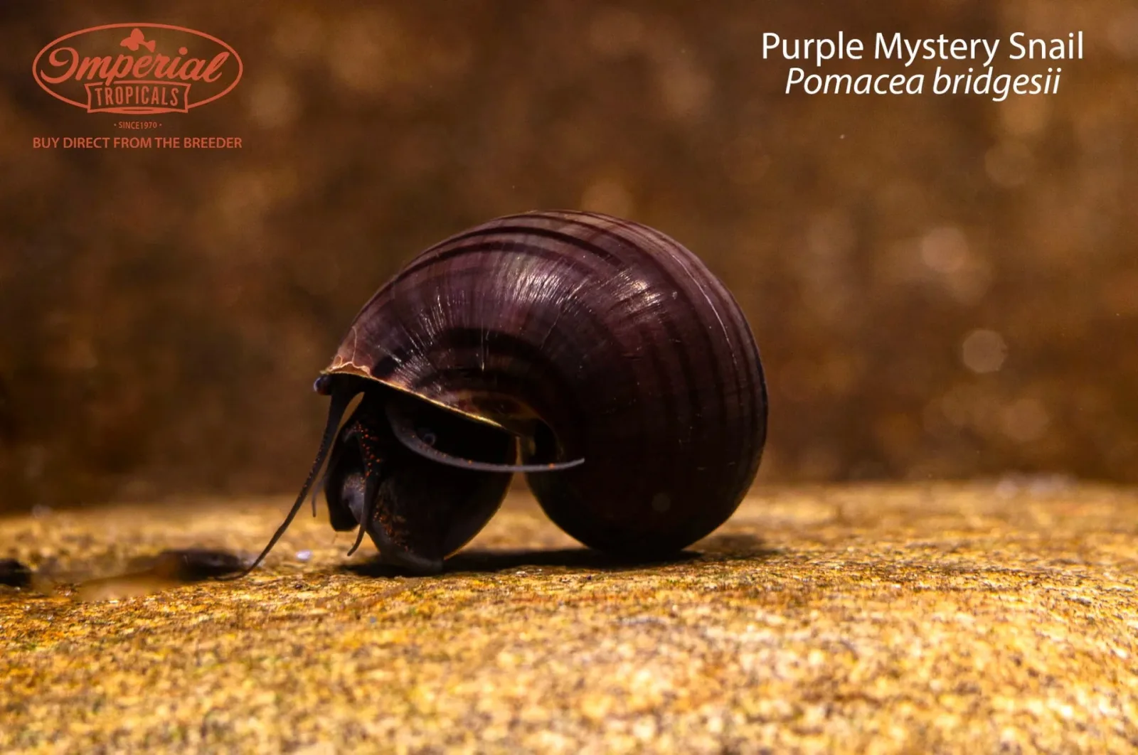 Purple Mystery Snail