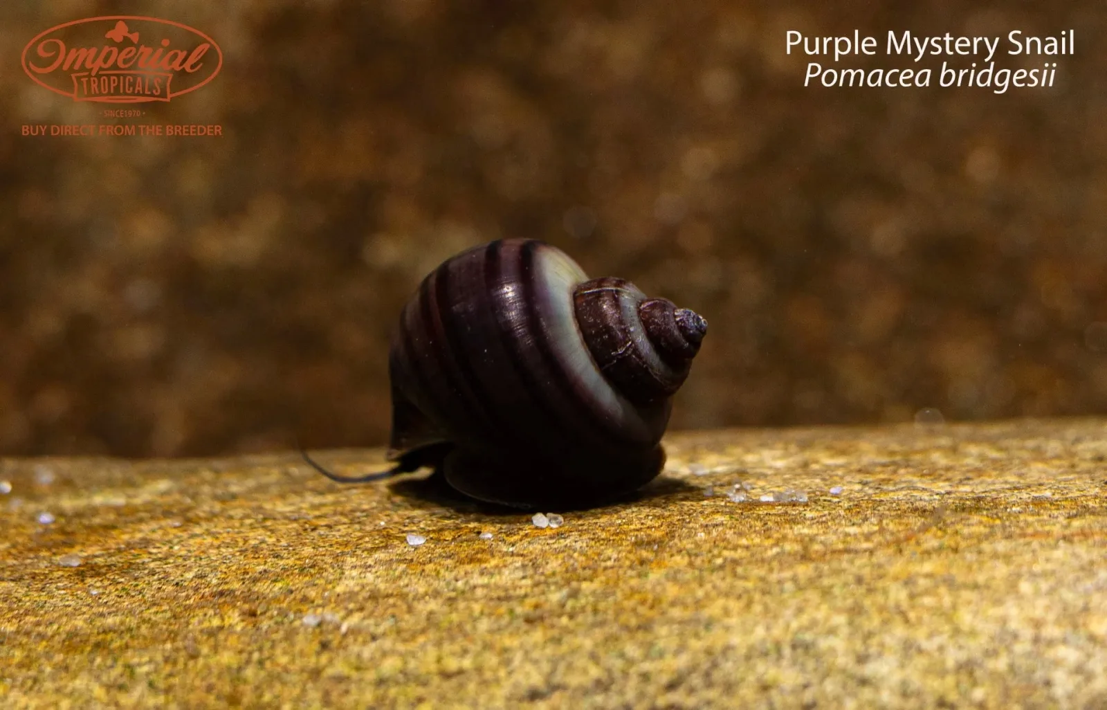 Purple Mystery Snail - Image 2