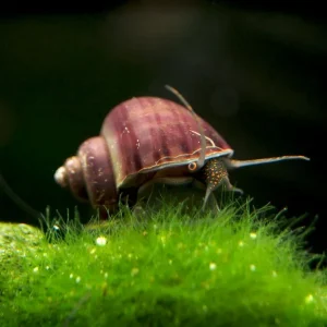 Purple Mystery Snails (Pomacea bridgesii) - Tank-Bred!
