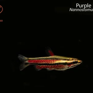 Purple Pencilfish