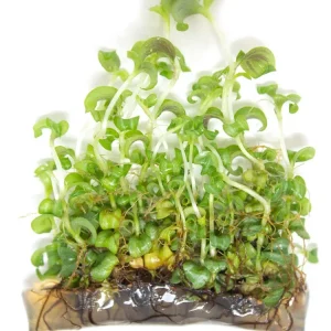 Purple Spiderwort (Tradescantia zebrina) Tissue Culture