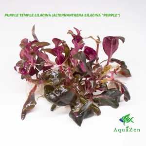 Purple Temple Lilacina (Alternanthera Lilacina "Purple") Tissue Culture!