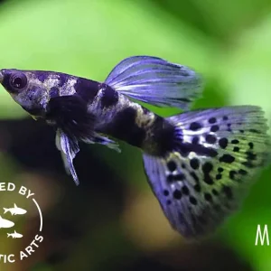 Purple Tiger Guppy (Poecilia reticulata) – Bred by Aquatic Arts