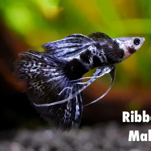 Purple Tiger Guppy (Poecilia reticulata) – Tank-Bred