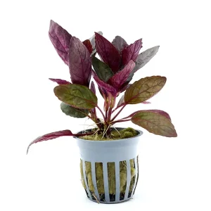 Purple Waffle Plant (Hemigraphis alternata)