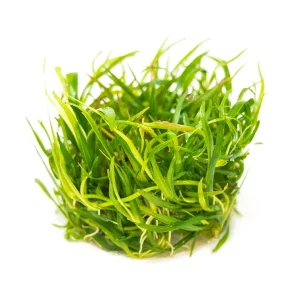 Pygmy Chain Sword (Helanthium tenellum) Tissue Culture