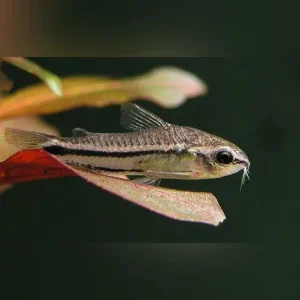 Pygmy Cory