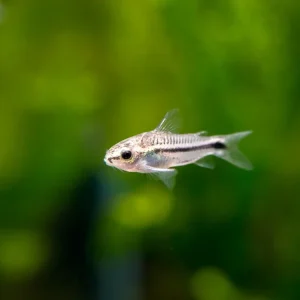 Pygmy Cory Catfish (Corydoras pygmaeus), Tank-Bred