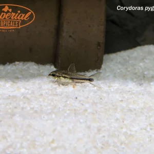 Pygmy Gastrodermus (Gastrodermus pygmaeus)