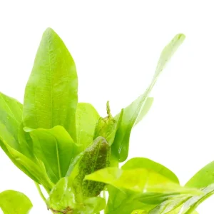 Python Sword Plant (Echinodorus ‘Python’)