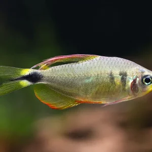Raccoon Tetra (Hyphessobrycon procyon) - Tank Bred