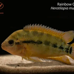 Rainbow Cichlid
