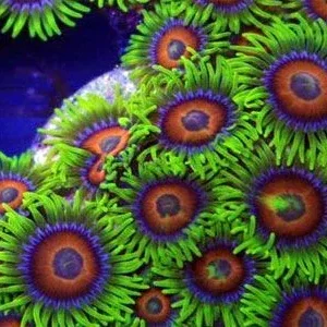 Rainbow Coral Polyp