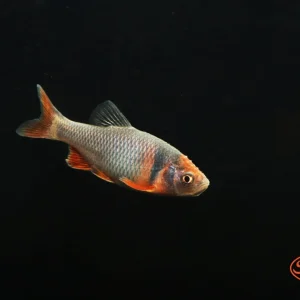 Rainbow Dace