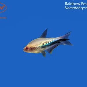 Rainbow Emperor Tetra