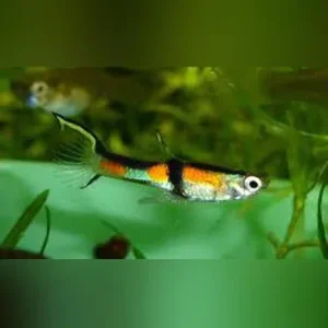 Rainbow Endler – Male