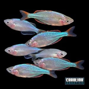 Rainbow - Neon Dwarf