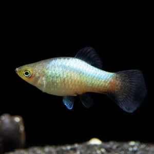 Rainbow Platy (Xiphophorus maculatus) - Tank-Bred!
