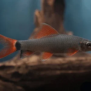 Rainbow Shark