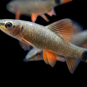 Rainbow Shark (Epalzeorhynchos frenatum), Tank-Bred!