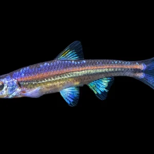 Rainbow Shiner (Notropsis chrosomus), Tank-Bred